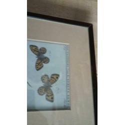 2xingelijst gravures , origineel, "vlinders