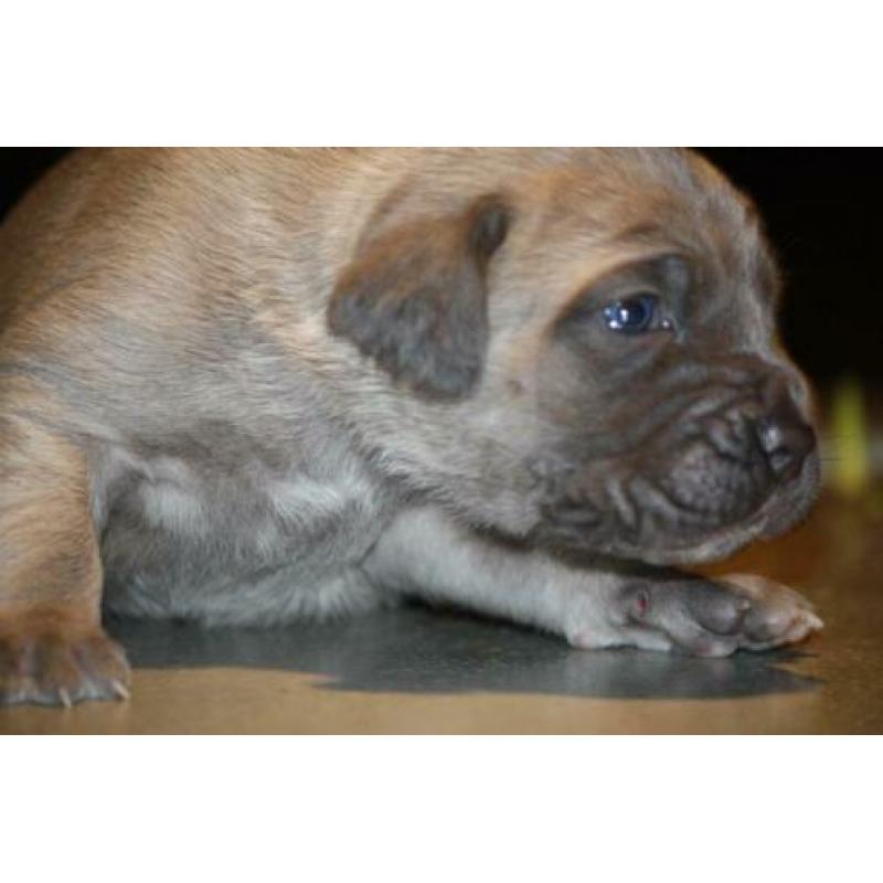 5 prachtig mooie cane corso di amante pupjes geboren !!