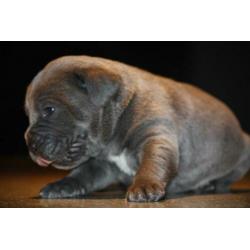 5 prachtig mooie cane corso di amante pupjes geboren !!