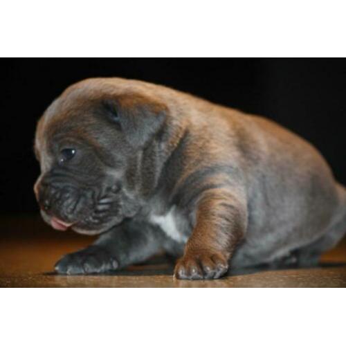 5 prachtig mooie cane corso di amante pupjes geboren !!