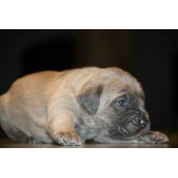 5 prachtig mooie cane corso di amante pupjes geboren !!