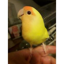 Agapornis te koop