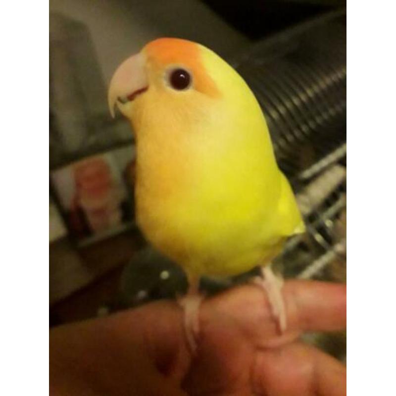 Agapornis te koop