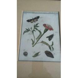2xingelijst gravures , origineel, "vlinders