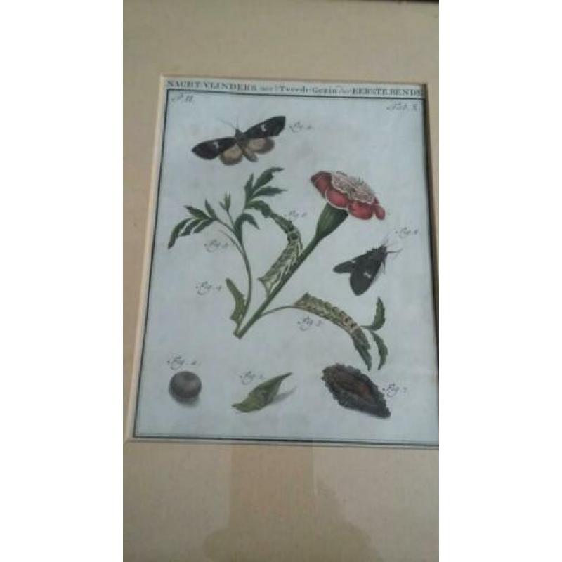 2xingelijst gravures , origineel, "vlinders