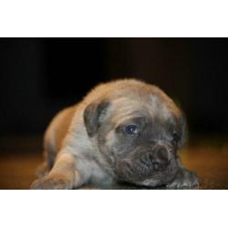 5 prachtig mooie cane corso di amante pupjes geboren !!