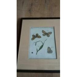 2xingelijst gravures , origineel, "vlinders