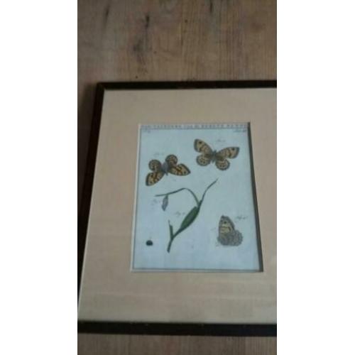 2xingelijst gravures , origineel, "vlinders