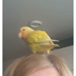 Agapornis te koop