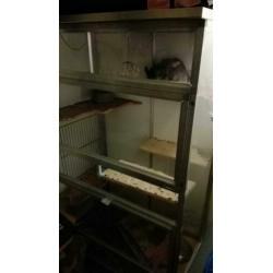 Chinchilla koppel, vrouw standaard grijs en man beige,
