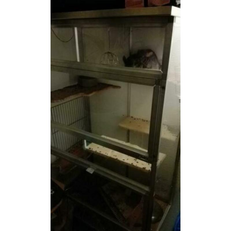 Chinchilla koppel, vrouw standaard grijs en man beige,