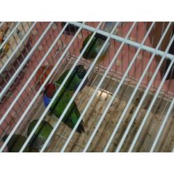 Gold amadine 14 stuks