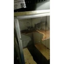 Chinchilla koppel, vrouw standaard grijs en man beige,