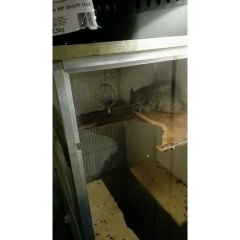 Chinchilla koppel, vrouw standaard grijs en man beige,