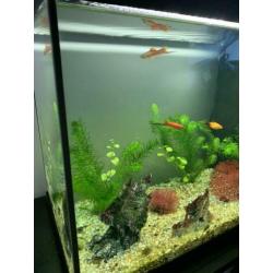 Aquarium inclusief toebehoren (vissen, pomp, warmte voer etc