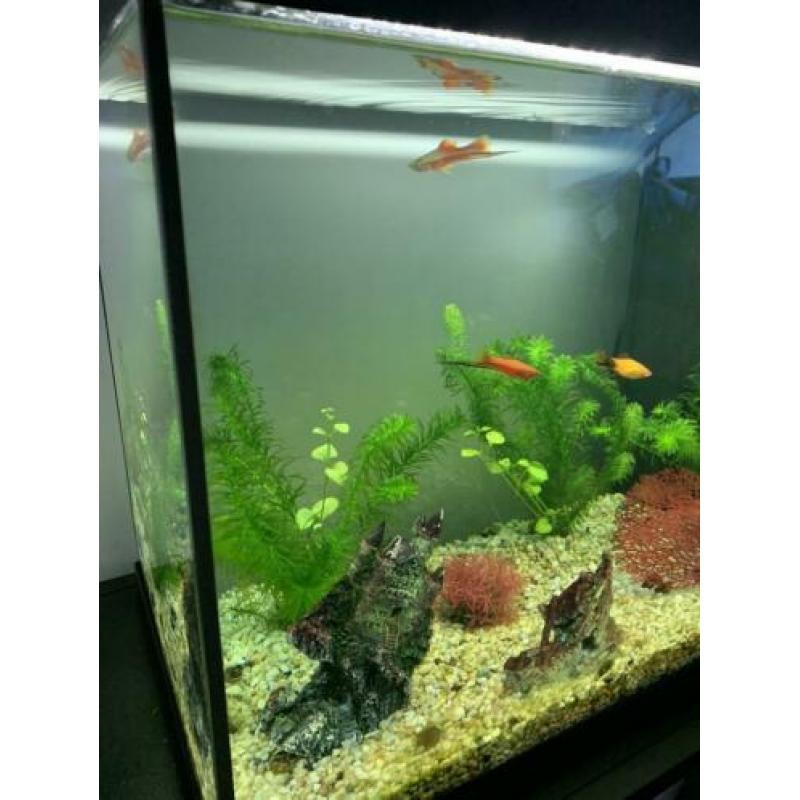 Aquarium inclusief toebehoren (vissen, pomp, warmte voer etc
