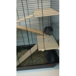 2 chinchilla meisjes met 2 kooien.