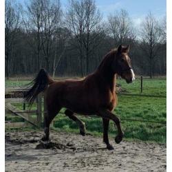 Te koop stoere 3 jarige merrie