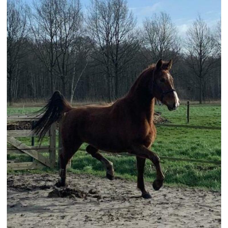 Te koop stoere 3 jarige merrie