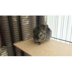 2 chinchilla meisjes met 2 kooien.