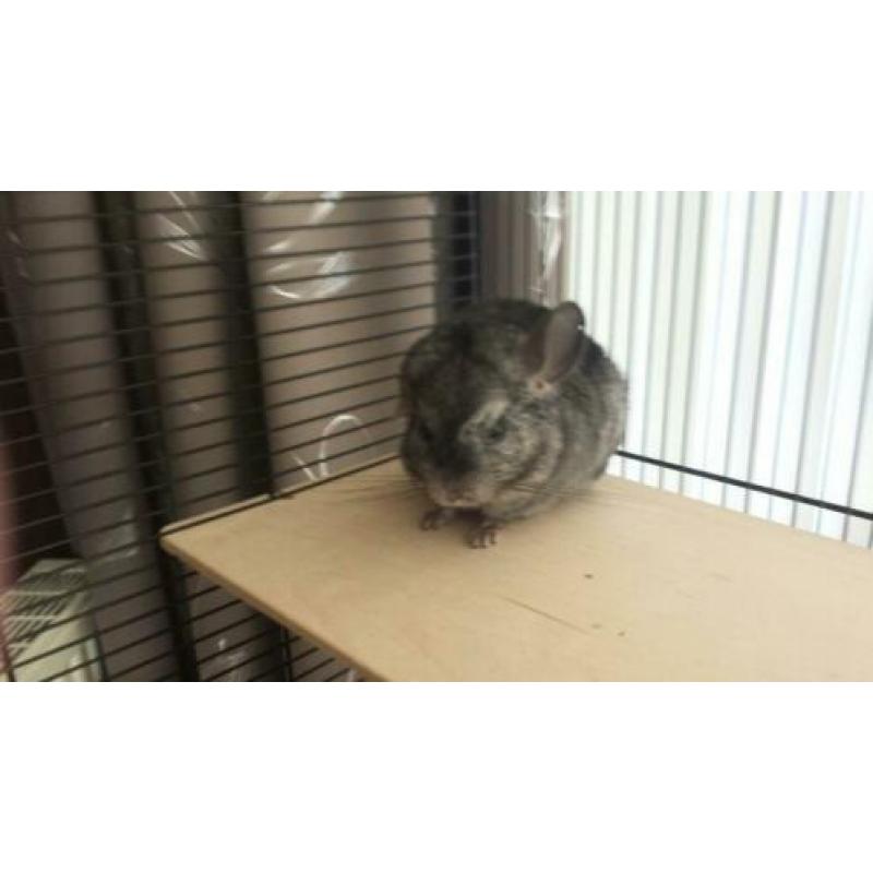 2 chinchilla meisjes met 2 kooien.