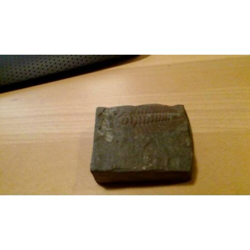 Duidelijke Olenaspella Trilobite