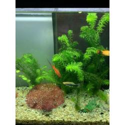 Aquarium inclusief toebehoren (vissen, pomp, warmte voer etc