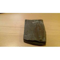 Duidelijke Olenaspella Trilobite