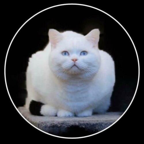 Speciale Brits Korthaar black white van, blue eyed / odd eye