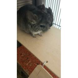 2 chinchilla meisjes met 2 kooien.