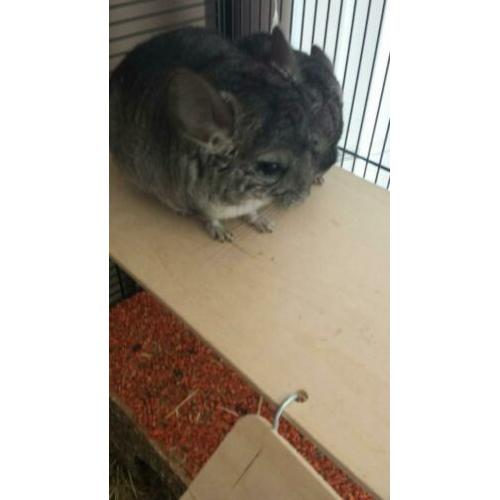 2 chinchilla meisjes met 2 kooien.