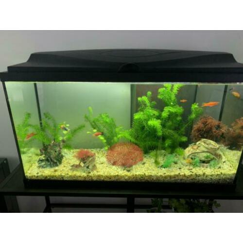 Aquarium inclusief toebehoren (vissen, pomp, warmte voer etc