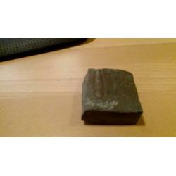 Duidelijke Olenaspella Trilobite