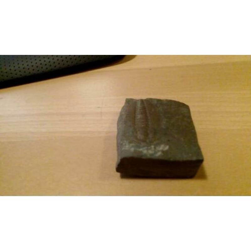 Duidelijke Olenaspella Trilobite