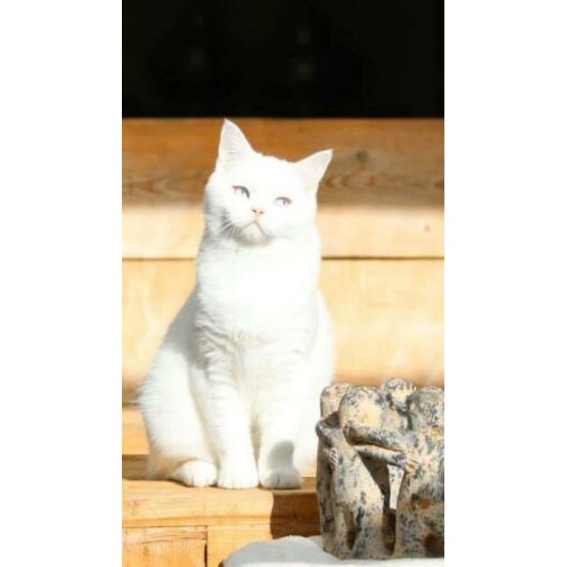 Speciale Brits Korthaar black white van, blue eyed / odd eye