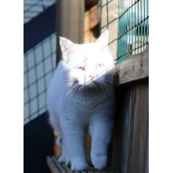 Speciale Brits Korthaar black white van, blue eyed / odd eye
