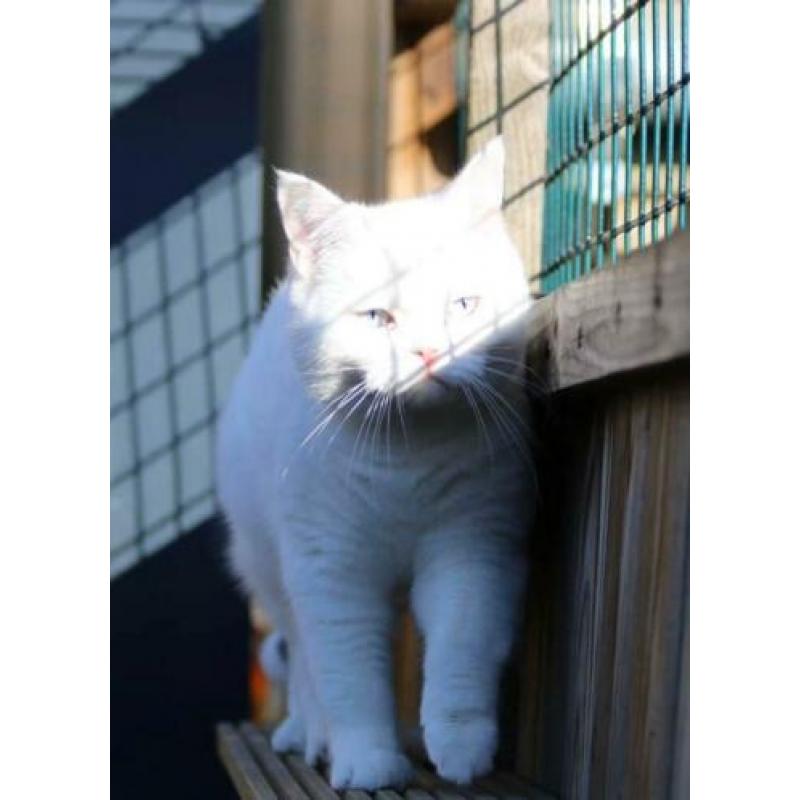 Speciale Brits Korthaar black white van, blue eyed / odd eye