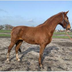 Te koop stoere 3 jarige merrie