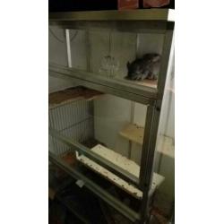 Chinchilla koppel, vrouw standaard grijs en man beige,