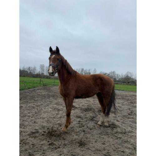 Te koop stoere 3 jarige merrie