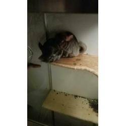 Chinchilla koppel, vrouw standaard grijs en man beige,