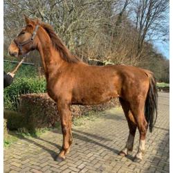 Te koop stoere 3 jarige merrie