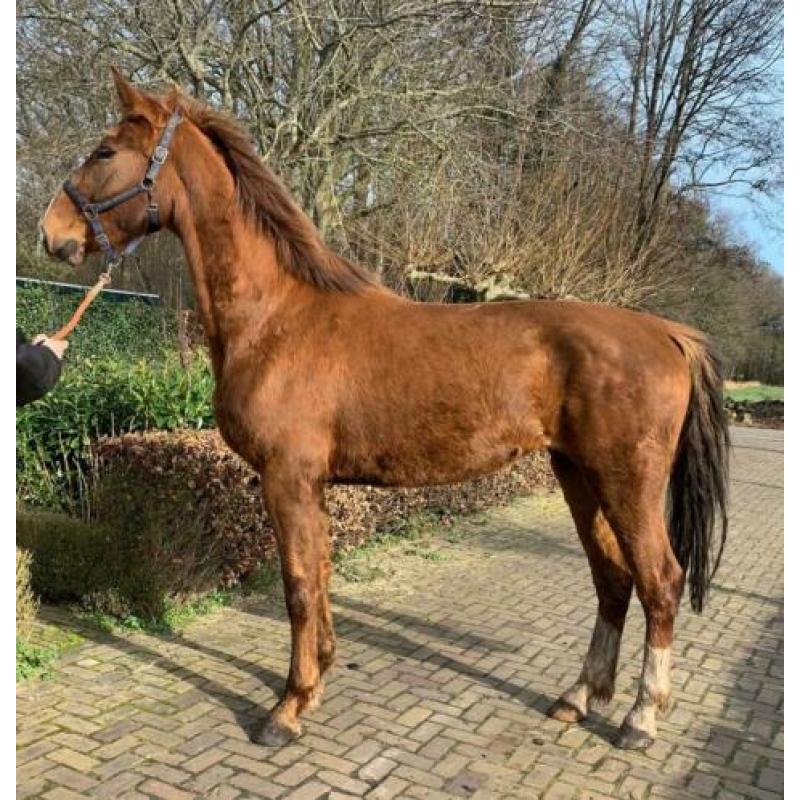 Te koop stoere 3 jarige merrie