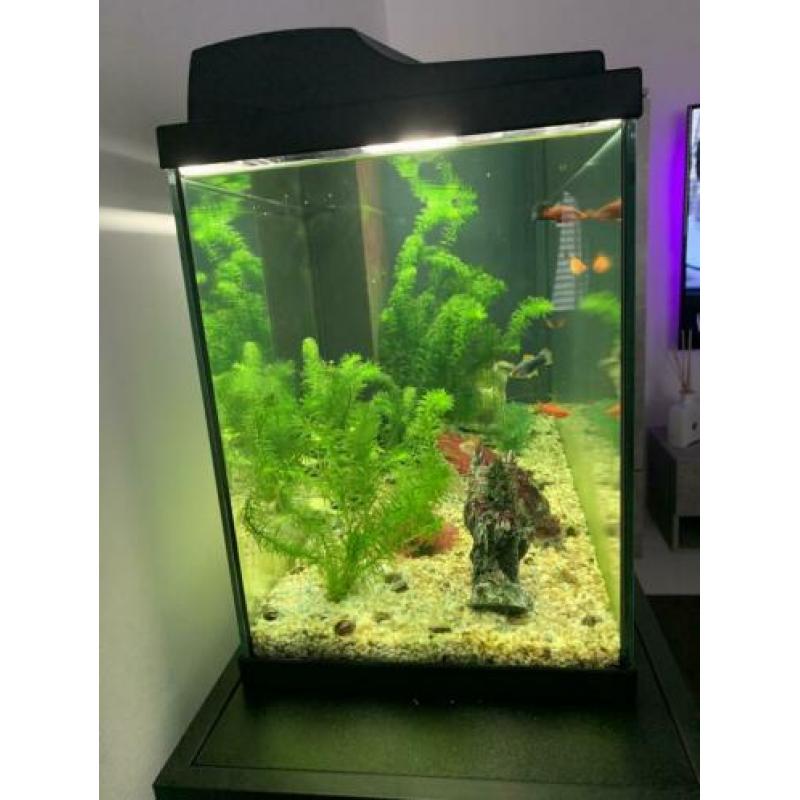 Aquarium inclusief toebehoren (vissen, pomp, warmte voer etc