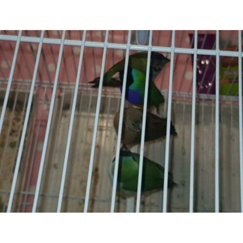 Gold amadine 14 stuks