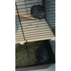 2 chinchilla meisjes met 2 kooien.