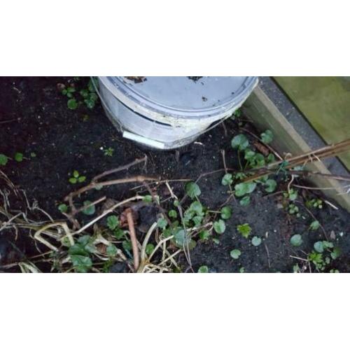 5 druivenplanten