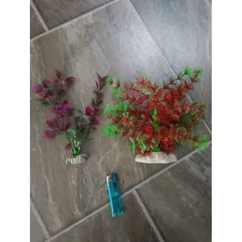 Aquarium decoratie/planten