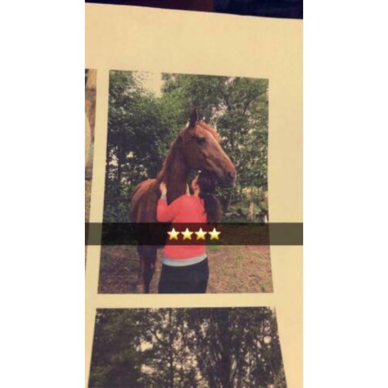 Verzorgpaard gezocht ROOSENDAAL/NISPEN