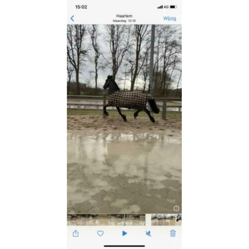 Verzorgpaard aangeboden verzorger gezocht.